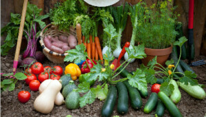02.02.2023:  Save Foods:  Stehen diese relativ wenig bekannten organischen und umweltfreundlichen Lebensmittel auf Ihrer Beobachtungsliste?