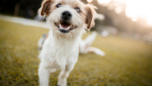 17.08.2022 InnoCan Pharma Corporation: Innocan Pharma erreicht präklinischen Endpunkt in einer Pilot-Schmerzstudie an Hunden, in der die LPT-Liposomtechnologie angewendet wird