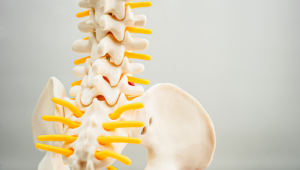 Megamarkt Rückenmarksverletzungen: NurExone Biologic und Inteligex erforschen innovative Kombinationstherapie
